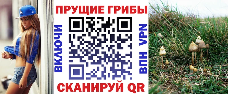 Галлюциногенные грибы Psilocybe  Власиха 